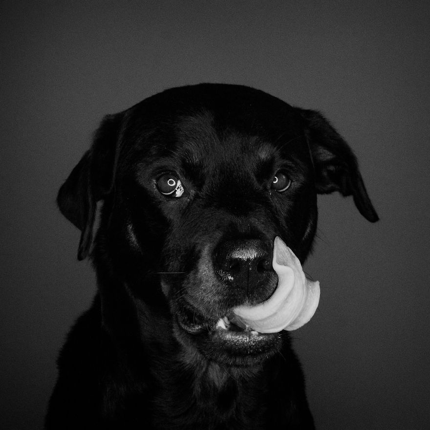I Photographed My Dog In Anticipation Of Food