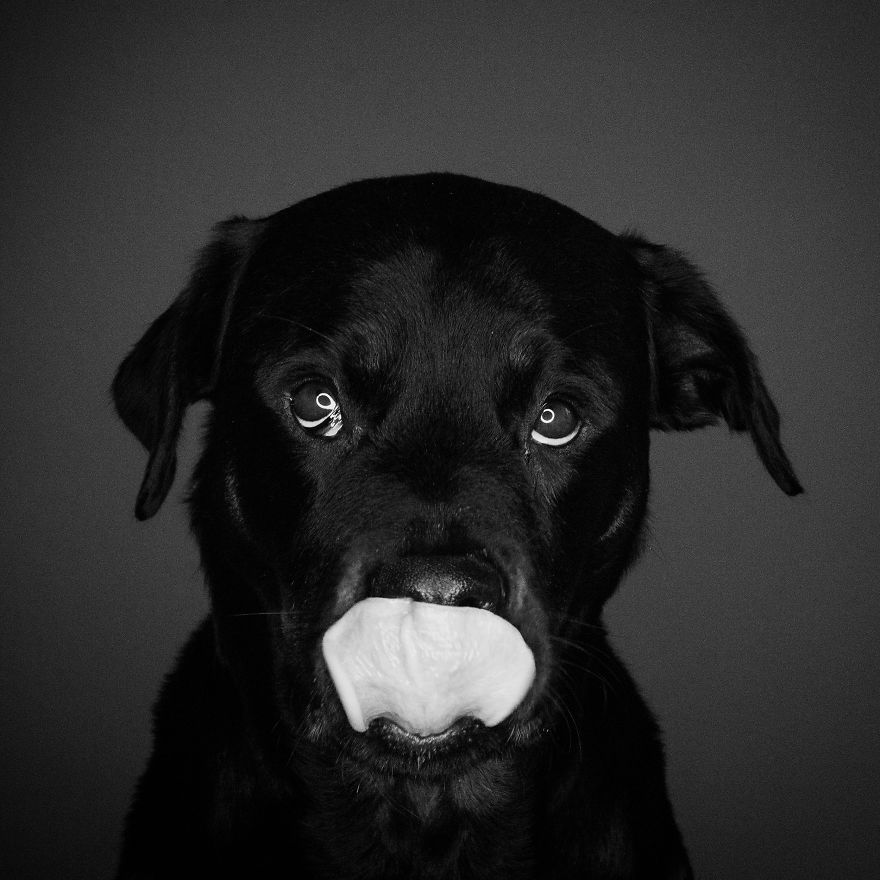I Photographed My Dog In Anticipation Of Food