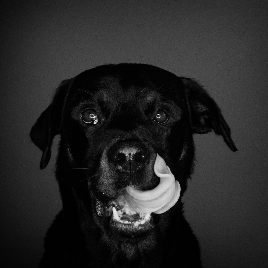 I Photographed My Dog In Anticipation Of Food