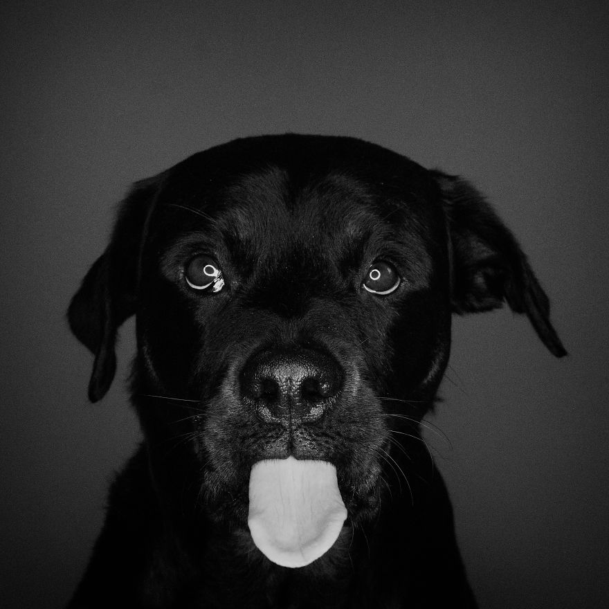 I Photographed My Dog In Anticipation Of Food