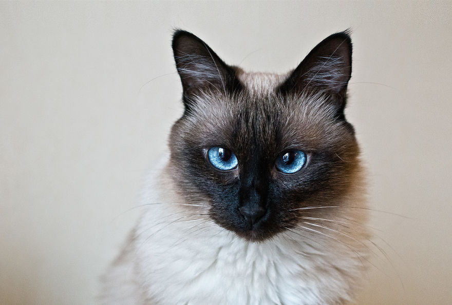 I Take Portraits Of Cats Showing Their Unique Characters