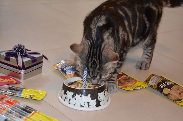My Cat, Lucky, Having His 5th Birthday.