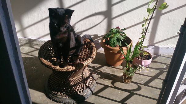 My Kitty Pitru Lording Over The Indoor Plants On A Cold Winter Morning.