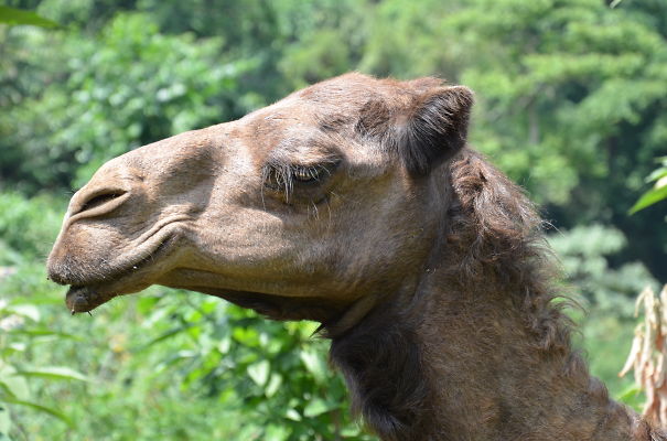 Smiling Camel In Uganda