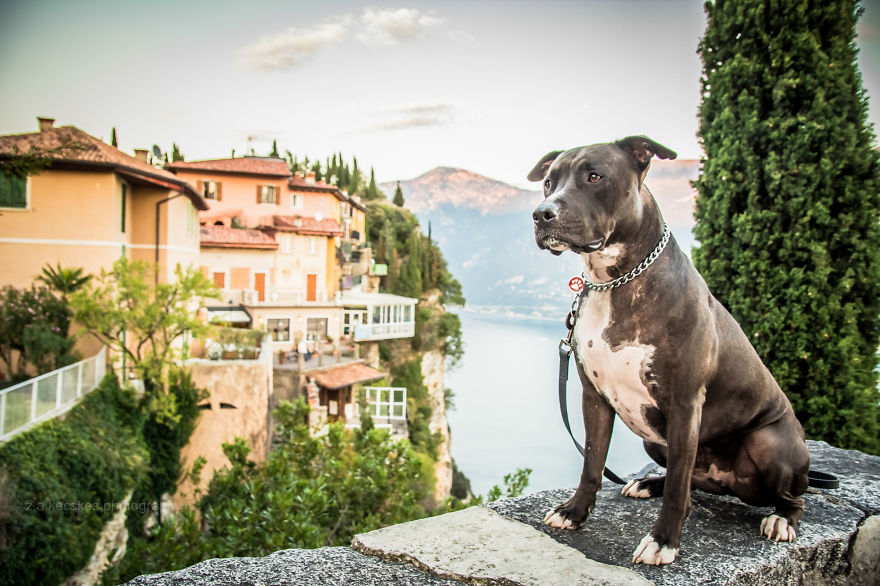 One Dog, Many Places And Faces