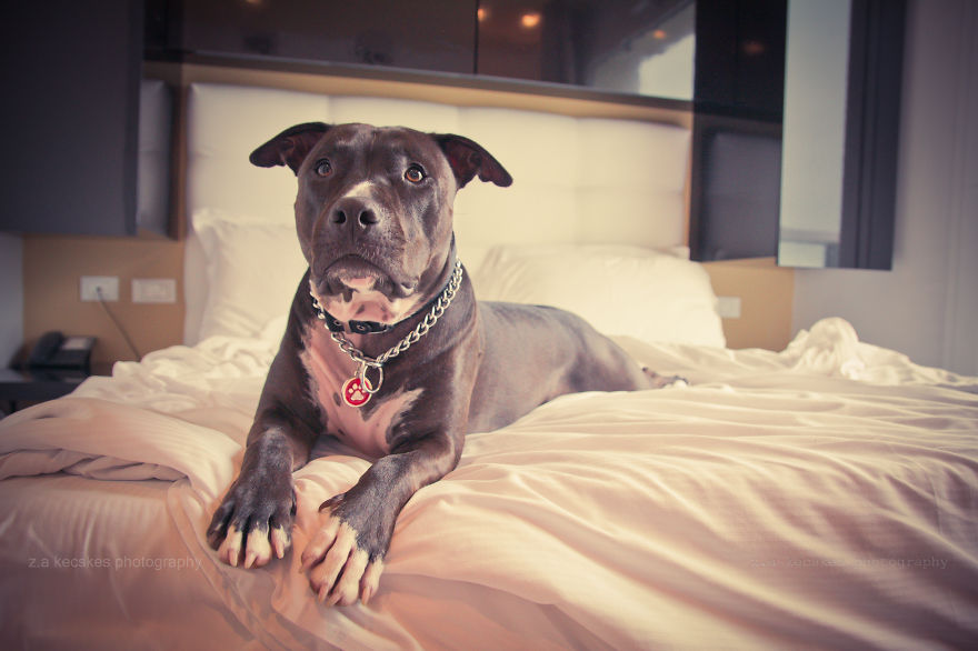 One Dog, Many Places And Faces