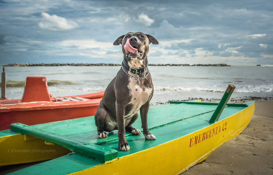 One Dog, Many Places And Faces One Dog, Many Places And Faces