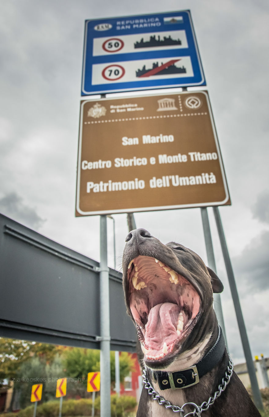 One Dog, Many Places And Faces One Dog, Many Places And Faces