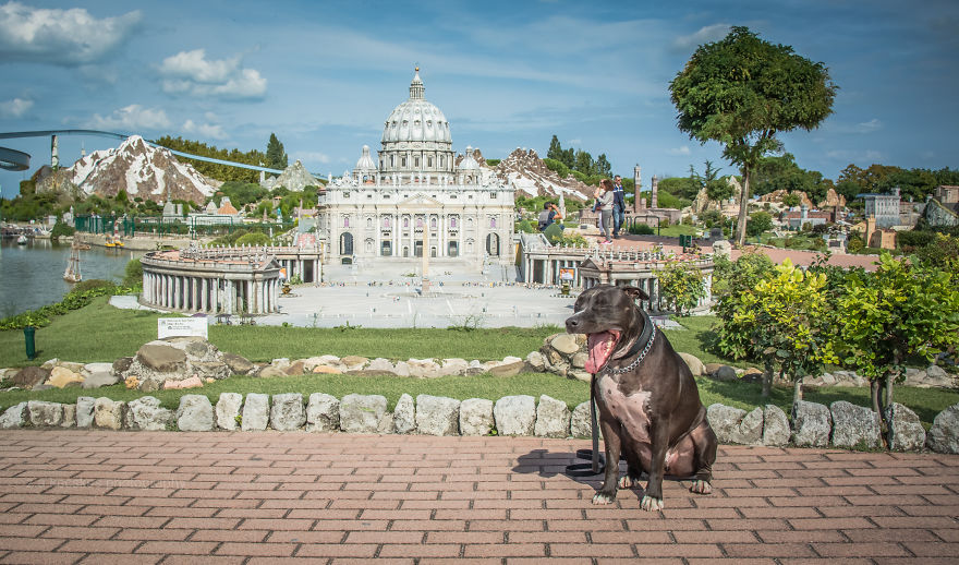 One Dog, Many Places And Faces