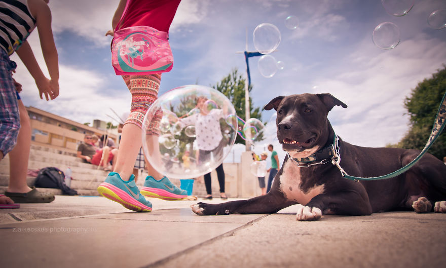 One Dog, Many Places And Faces One Dog, Many Places And Faces