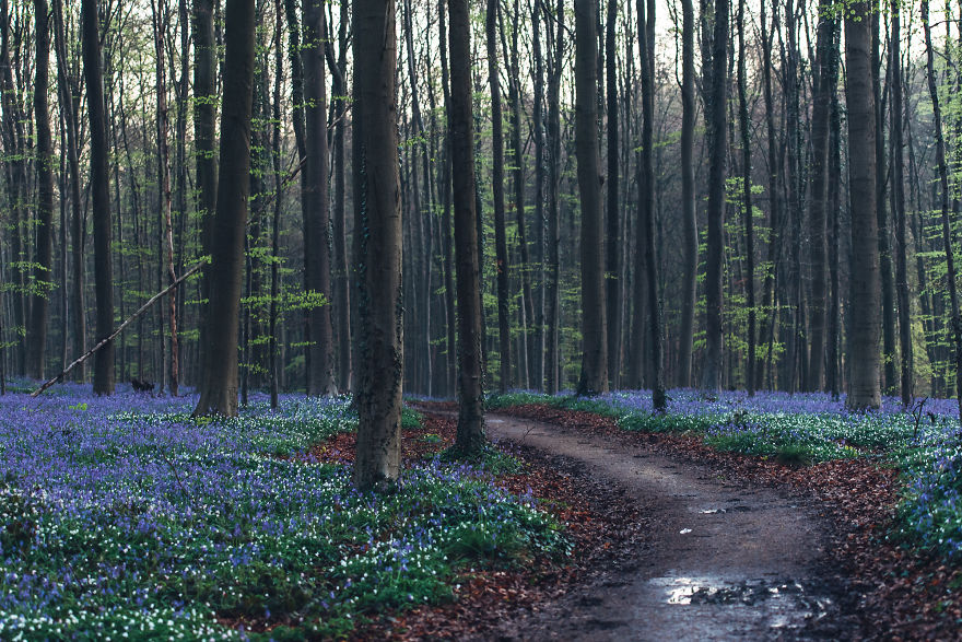 I Photographed A Fairy Tale-Like Forest In Belgium That Turns Blue Two Weeks A Year