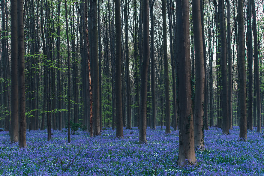 I Photographed A Fairy Tale-Like Forest In Belgium That Turns Blue Two Weeks A Year