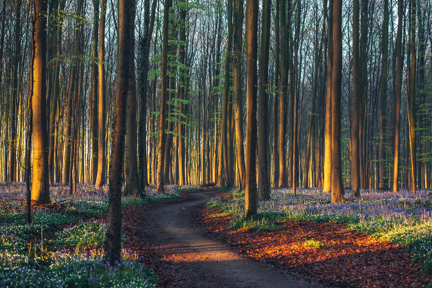 I Photographed A Fairy Tale-Like Forest In Belgium That Turns Blue Two Weeks A Year