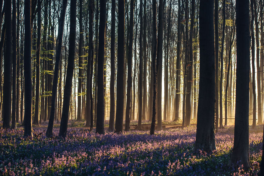 I Photographed A Fairy Tale-Like Forest In Belgium That Turns Blue Two Weeks A Year