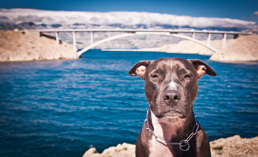 One Dog, Many Places And Faces One Dog, Many Places And Faces