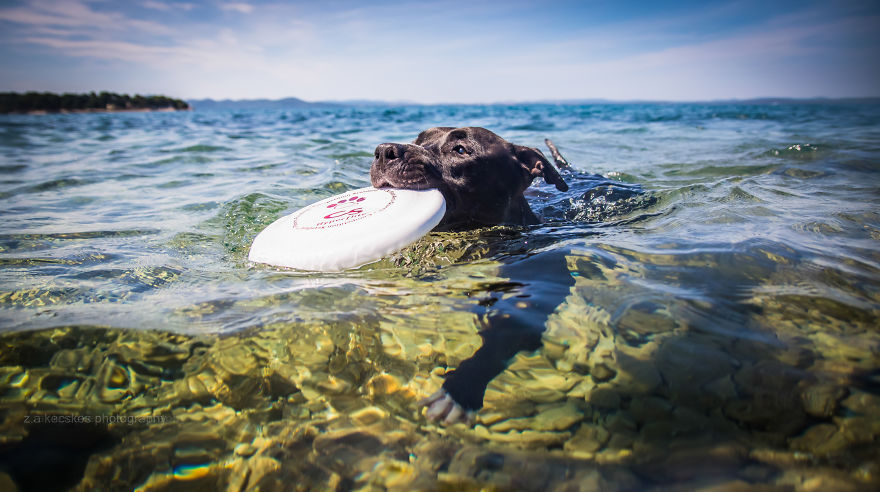 One Dog, Many Places And Faces