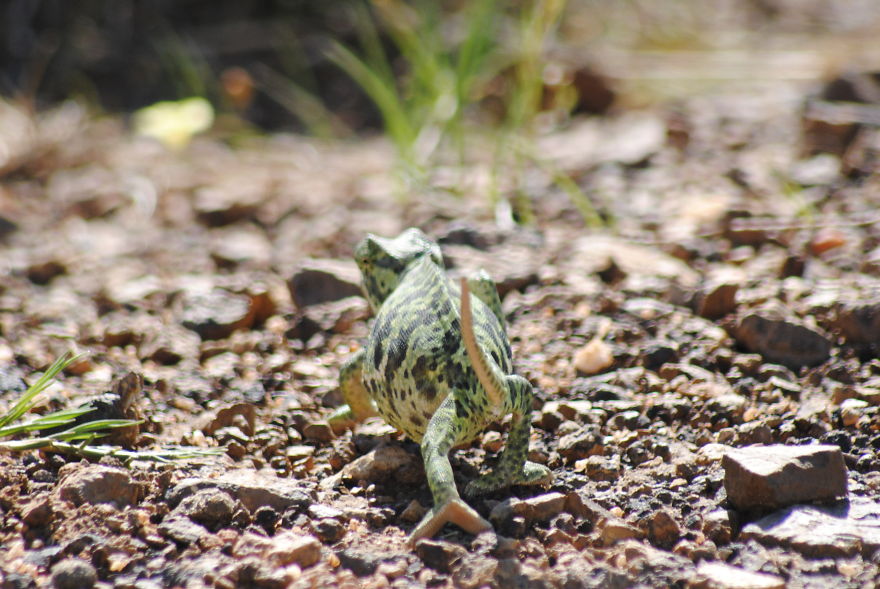 My Photographic Journey - Wildlife Of South Africa