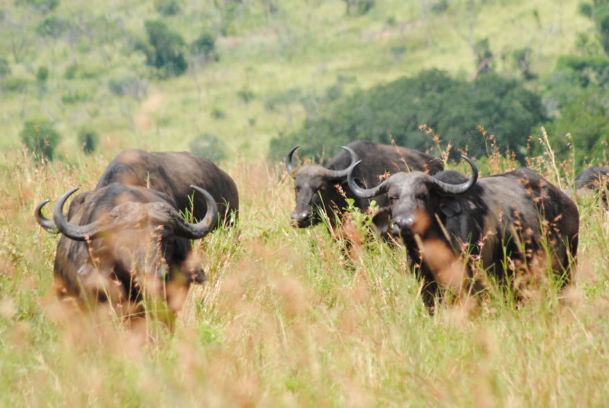 My Photographic Journey - Wildlife Of South Africa