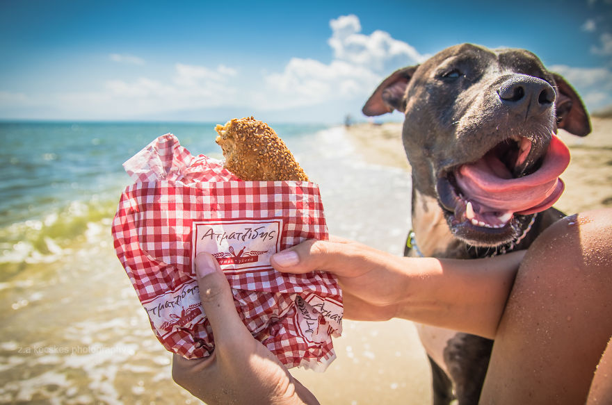 One Dog, Many Places And Faces