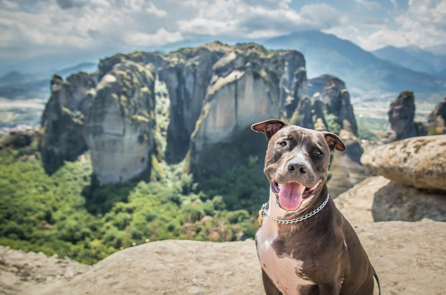 One Dog, Many Places And Faces One Dog, Many Places And Faces