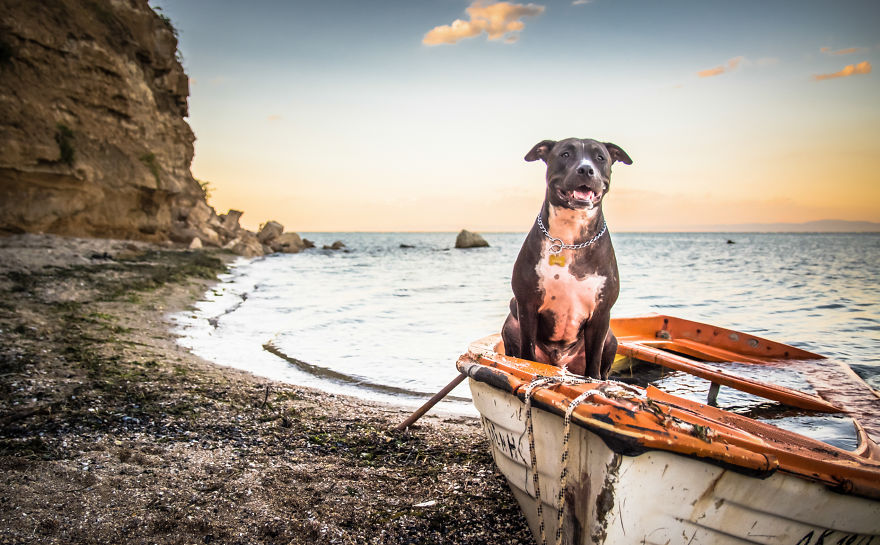 One Dog, Many Places And Faces One Dog, Many Places And Faces