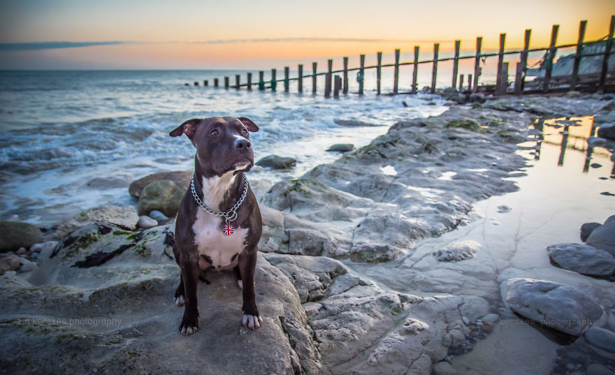 One Dog, Many Places And Faces One Dog, Many Places And Faces