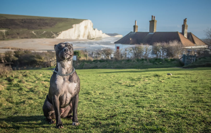 One Dog, Many Places And Faces