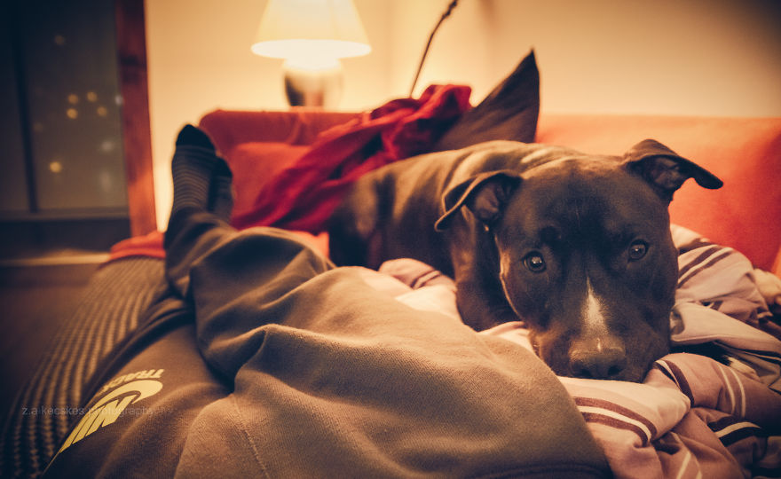 One Dog, Many Places And Faces One Dog, Many Places And Faces