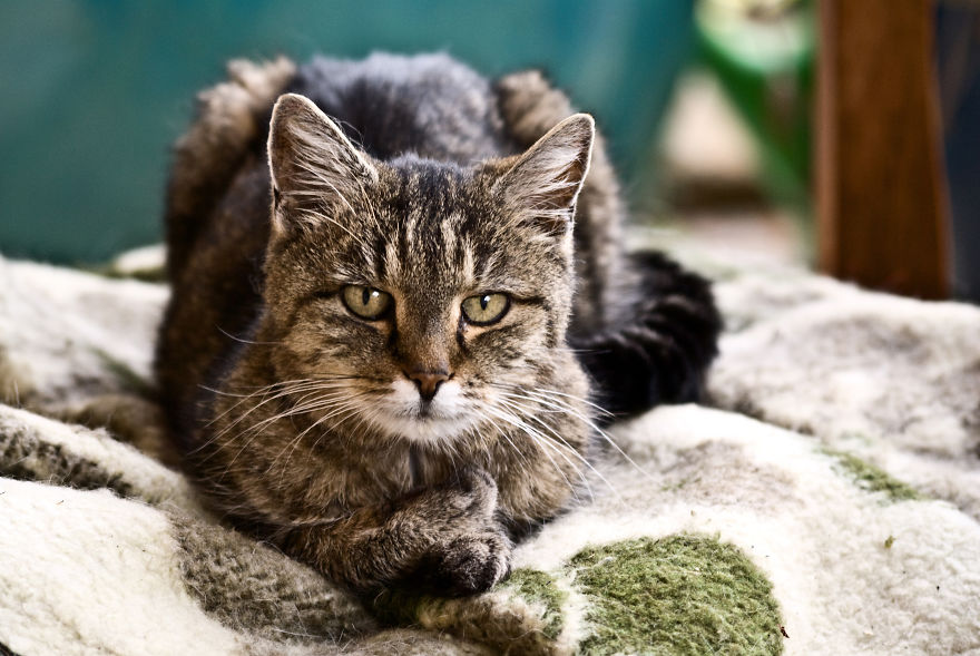 I Take Portraits Of Cats Showing Their Unique Characters