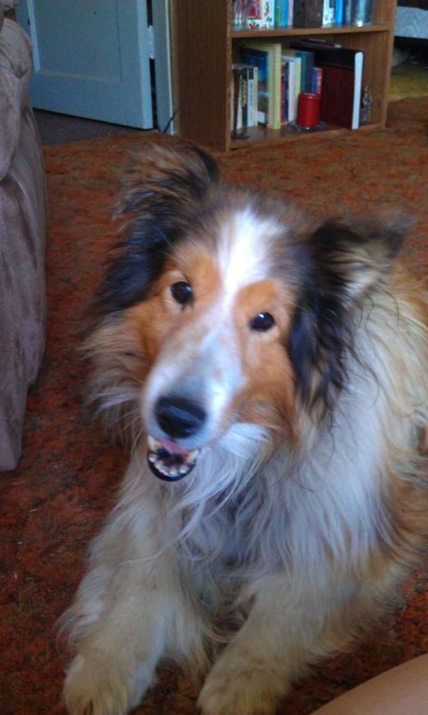 Sweet Bubba (bentley)