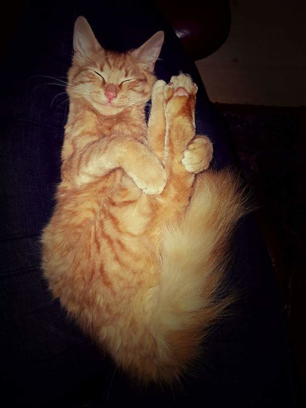 Smiling Cat Doing Yoga 