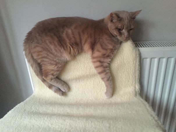 Oakley Loving The Radiator