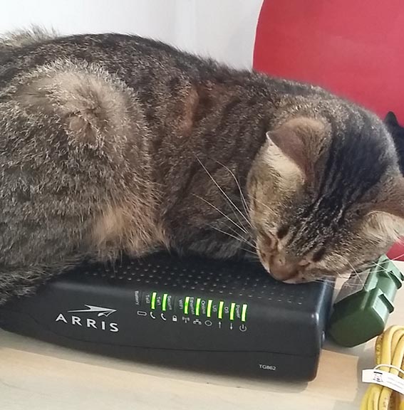 Gatita-modem-56fffc86941f4.jpg