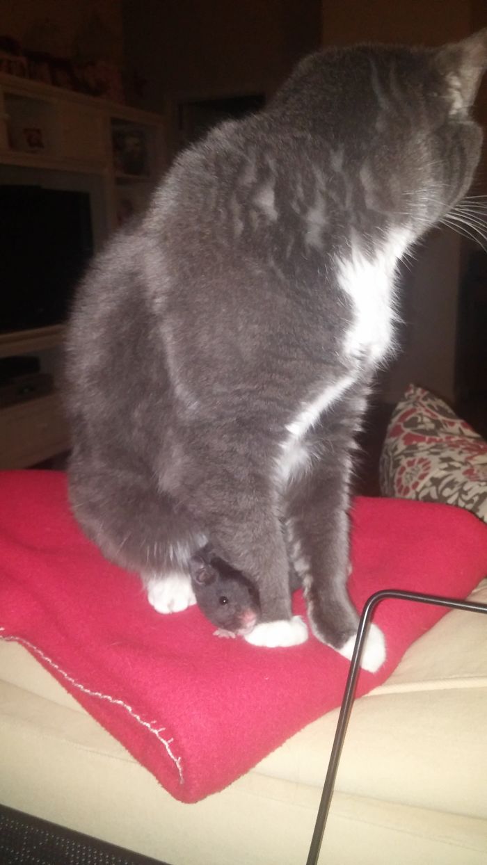 Our Photogenic Hamster Is Best Friends With Chloe, Our Cat Our Photogenic Hamster Is Best Friends With Chloe, Our Cat