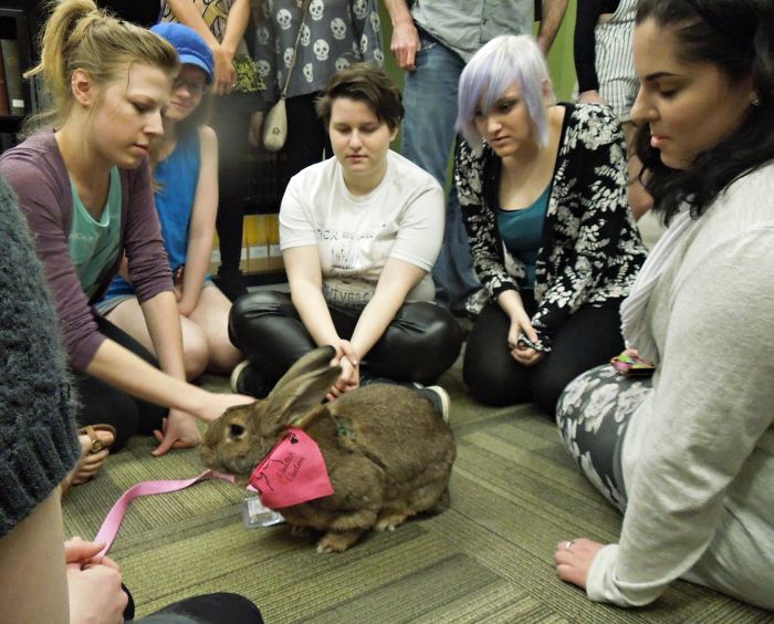 After The Death Of My Mother, I Discovered The Power Of Rabbit Therapy