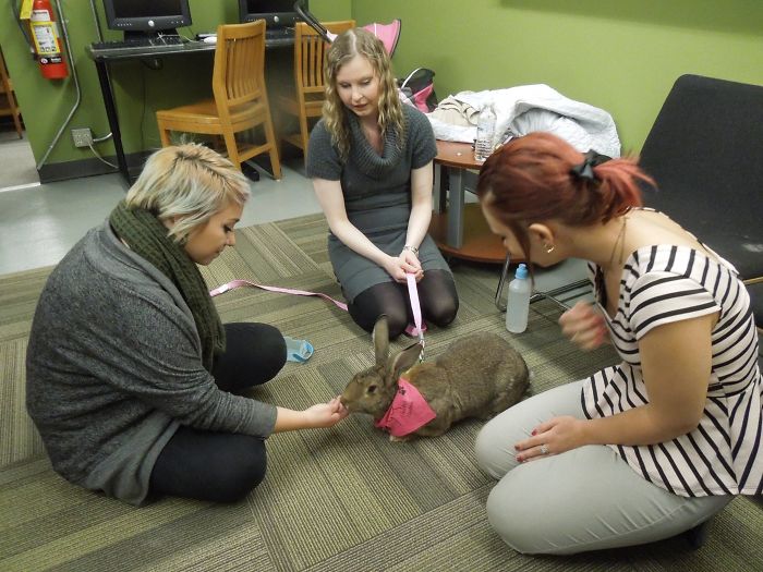 After The Death Of My Mother, I Discovered The Power Of Rabbit Therapy After The Death Of My Mother, I Discovered The Power Of Rabbit Therapy
