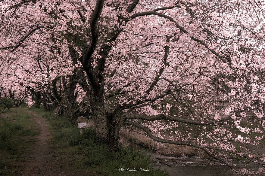 I Took Pictures Of The Amazing Sakura Bloom In Japan I Took Pictures Of The Amazing Sakura Bloom In Japan