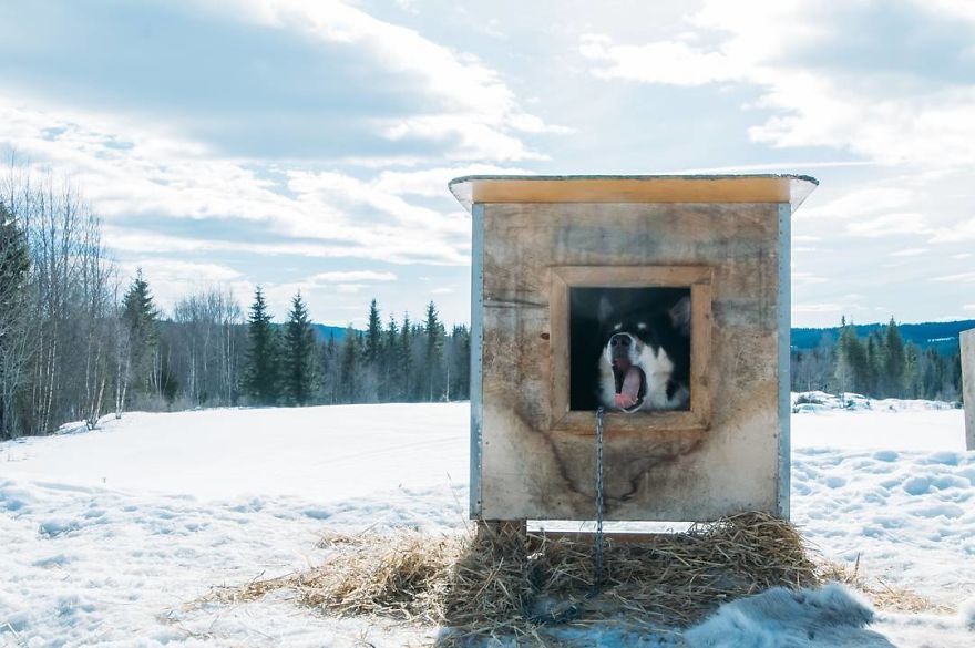 I Quit My Job To Go On Adventures With My Husky (Part 2)