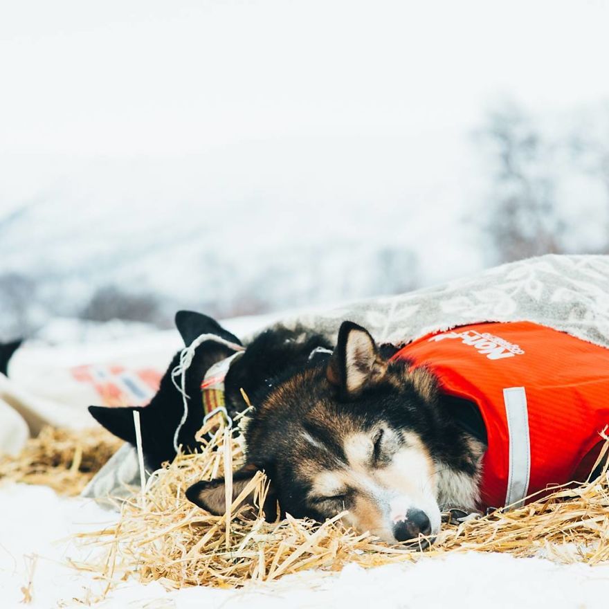 I Quit My Job To Go On Adventures With My Husky (Part 2)