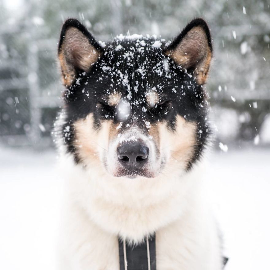 I Quit My Job To Go On Adventures With My Husky (Part 2)