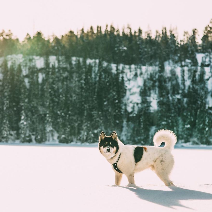 I Quit My Job To Go On Adventures With My Husky (Part 2)