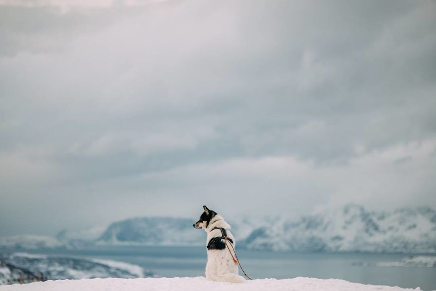 I Quit My Job To Go On Adventures With My Husky (Part 2)