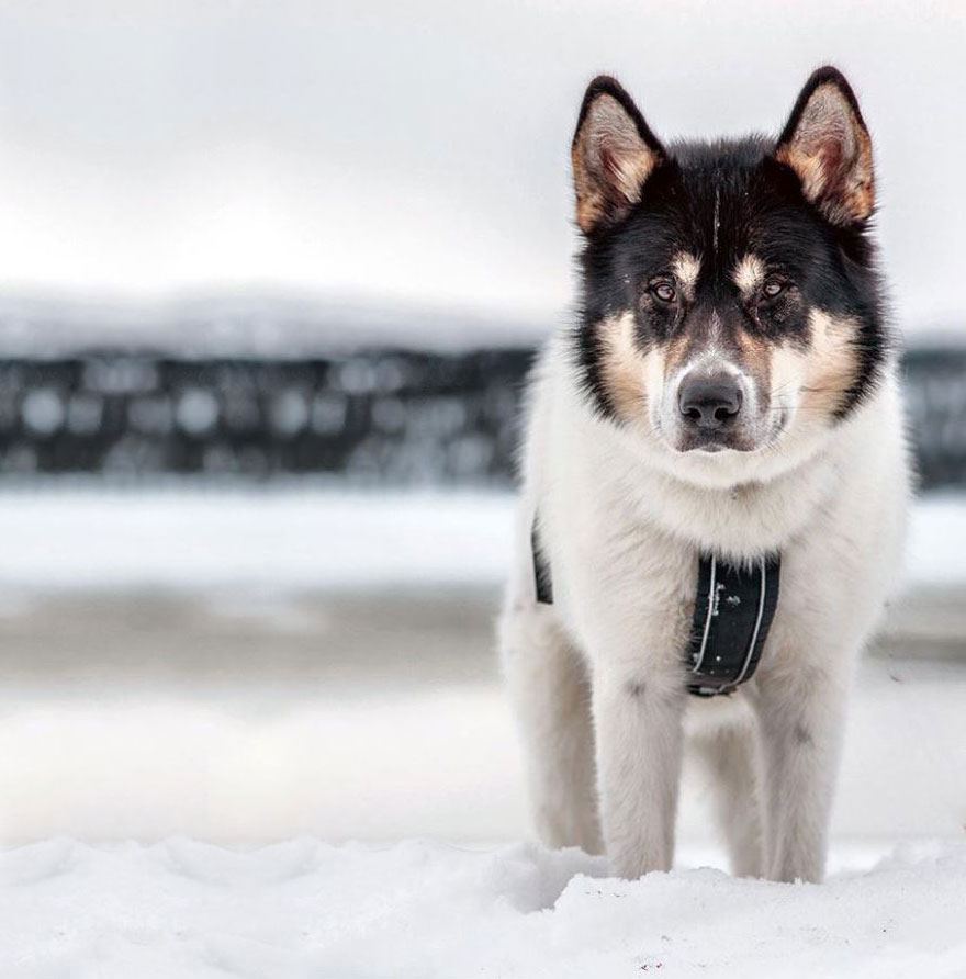 I Quit My Job To Go On Adventures With My Husky (Part 2)