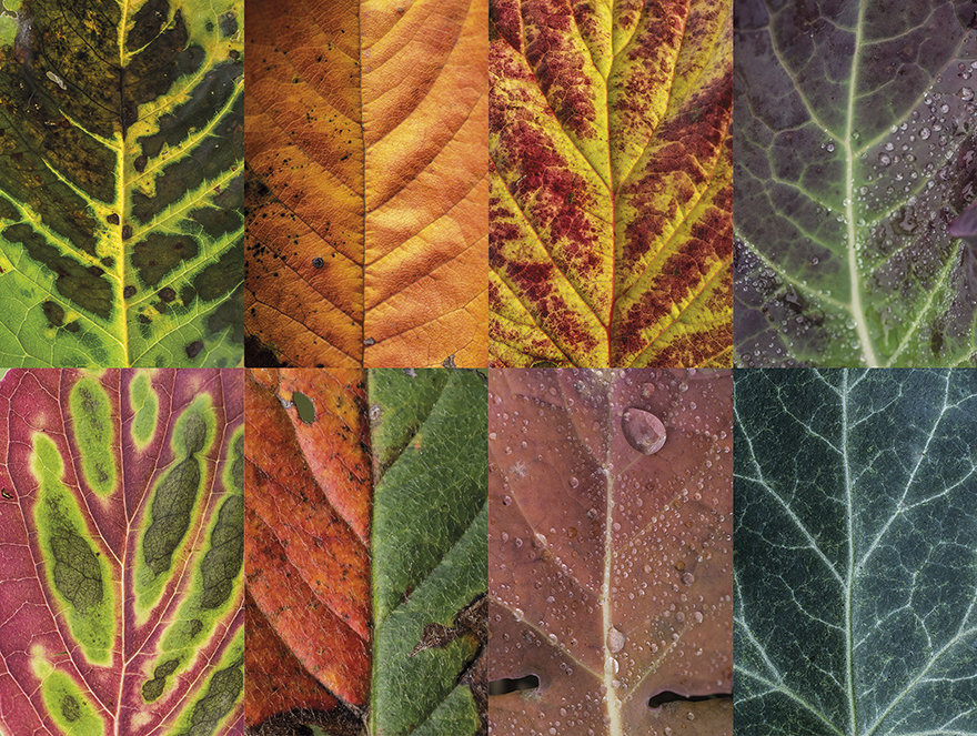 I Photographed Hundreds Of Leaves To Show The Beauty Of Diversity And Imperfection I Photographed Hundreds Of Leaves To Show The Beauty Of Diversity And Imperfection