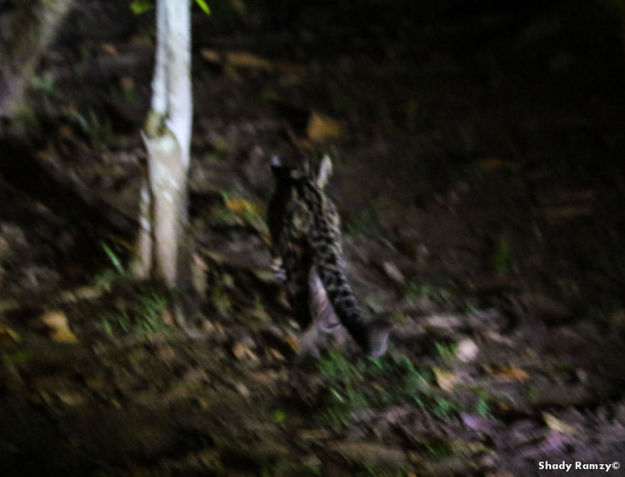 An Encounter With One Of The Rarest Wild Cats On Earth An Encounter With One Of The Rarest Wild Cats On Earth