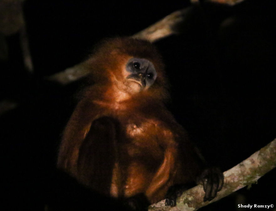 An Encounter With One Of The Rarest Wild Cats On Earth An Encounter With One Of The Rarest Wild Cats On Earth