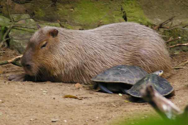 Capybara resting peacefully beside a turtle, showcasing a friendly and unlikely animal friendship.
