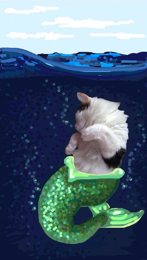 Snapchat + Cats = Snapcats