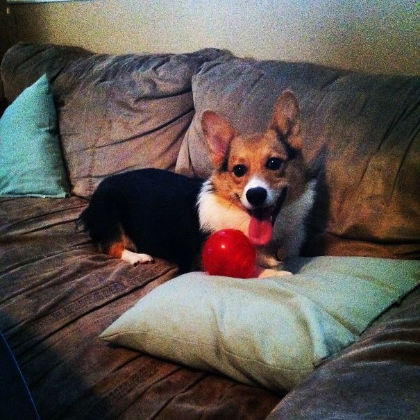 #corgilove #allgrownup
