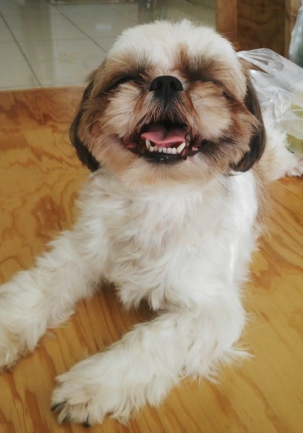 Laughing Shih Tzu